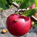 604 apple bug 604 apple bug