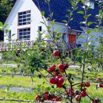 ciderhouse and apples summer 2007 ciderhouse and apples summer 2007