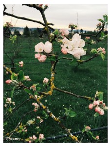 On the Farm: Spring has Sprung!