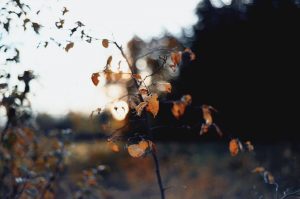 On the Farm: 2017 Harvest is a Wrap