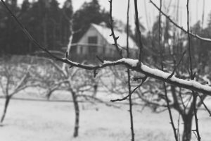 You’re Invited to Our Annual Wassail Celebrations – Jan 21st!