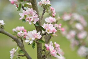 You’re Invited to our May Day Celebrations, May 13th 2018