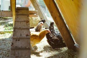 We Welcome Some Feathered Friends To Our Farm