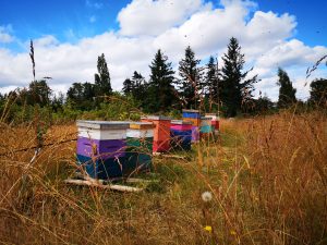 On the Farm: A Bit About Bees
