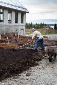 New organic Hyslop mini-orchard!
