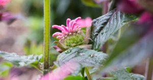 A Sparkling Celebration!