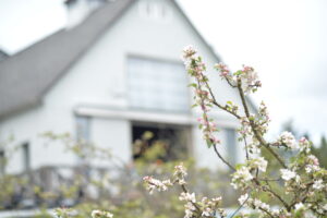 Spring Apple Orchard