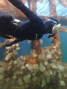 Book Talk: ‘Snorkelling Adventures around Vancouver Island and the Gulf Islands’ with Sara Ellison